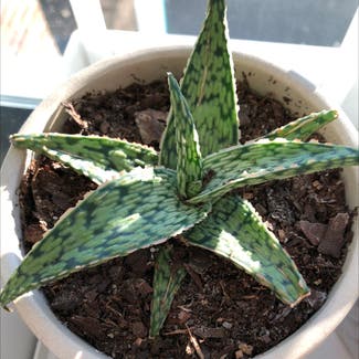 Aloe Vera plant in McDonald, Pennsylvania