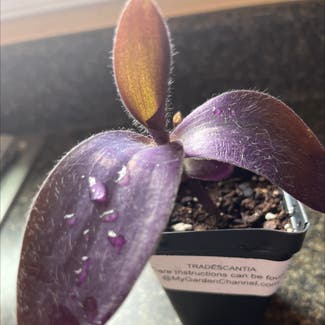 Purple Heart plant in McDonald, Pennsylvania