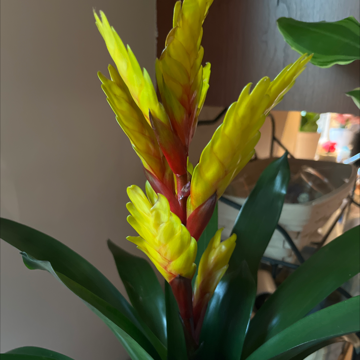 Flaming Sword plant with vibrant yellow and red inflorescence and healthy green leaves.