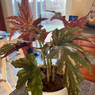 Polka Dot Begonia plant in McDonald, Pennsylvania