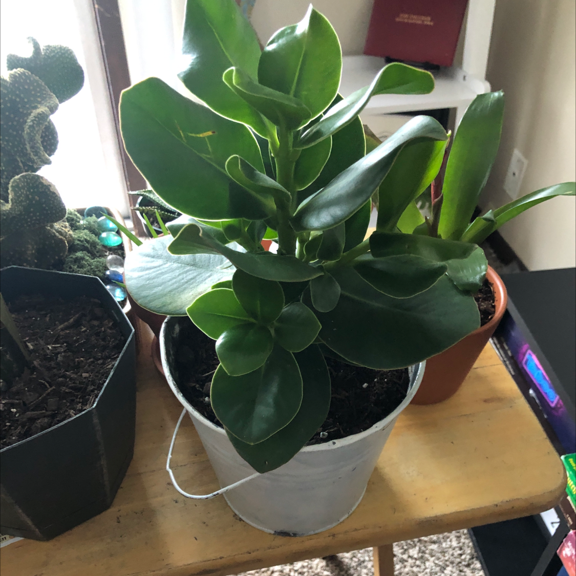 Healthy Autograph Tree in a white pot with thick, glossy green leaves.