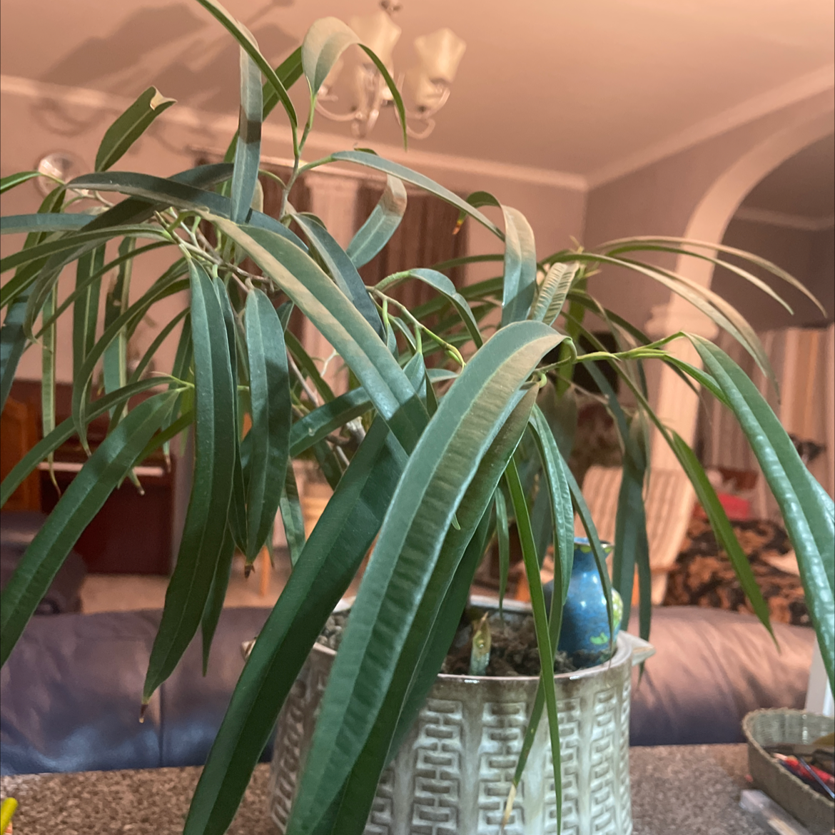 Ficus Alii plant in a decorative pot with long, narrow green leaves indoors.