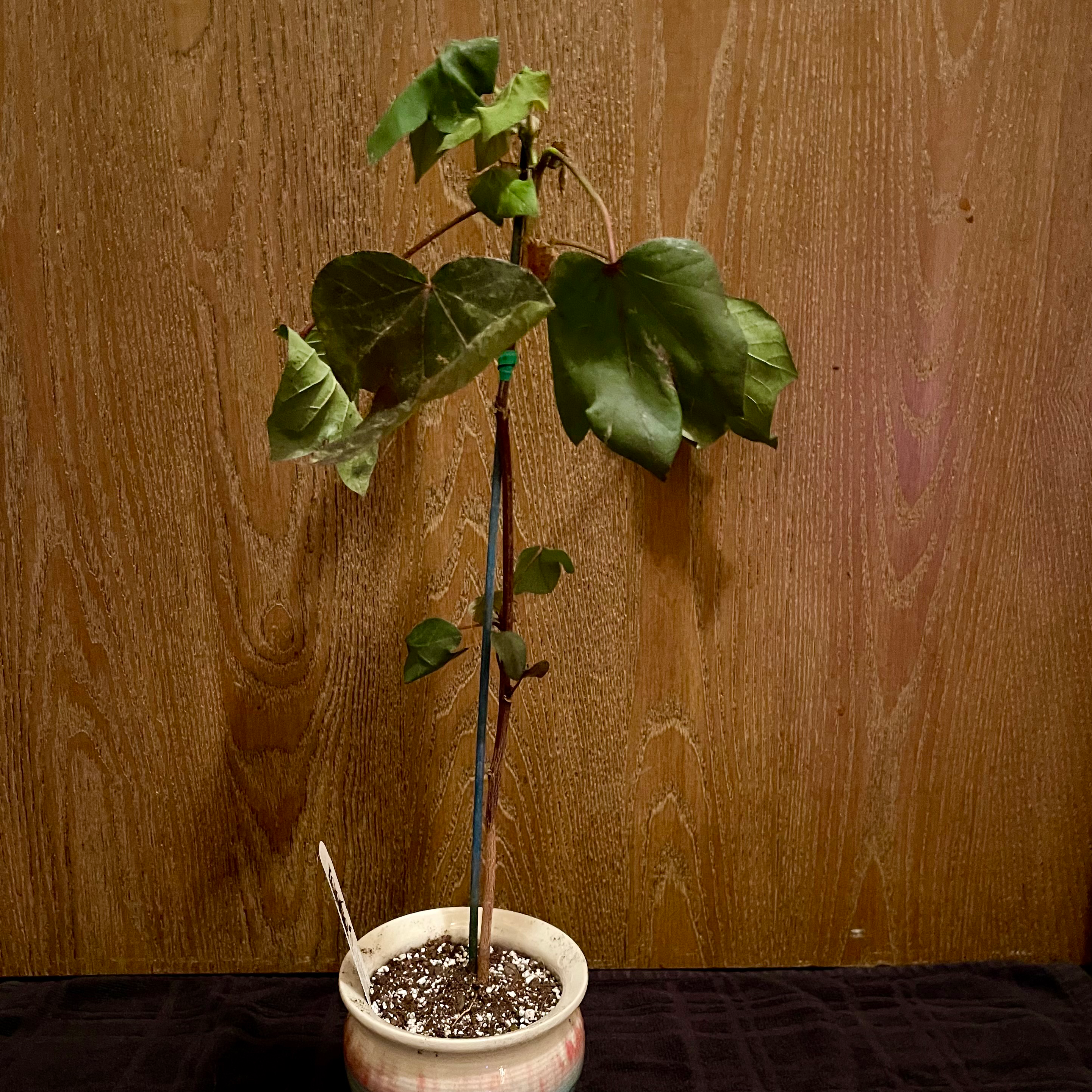 Photo of the plant species Red Variegated Cotton by @riverzend named gossimer on Greg, the plant care app