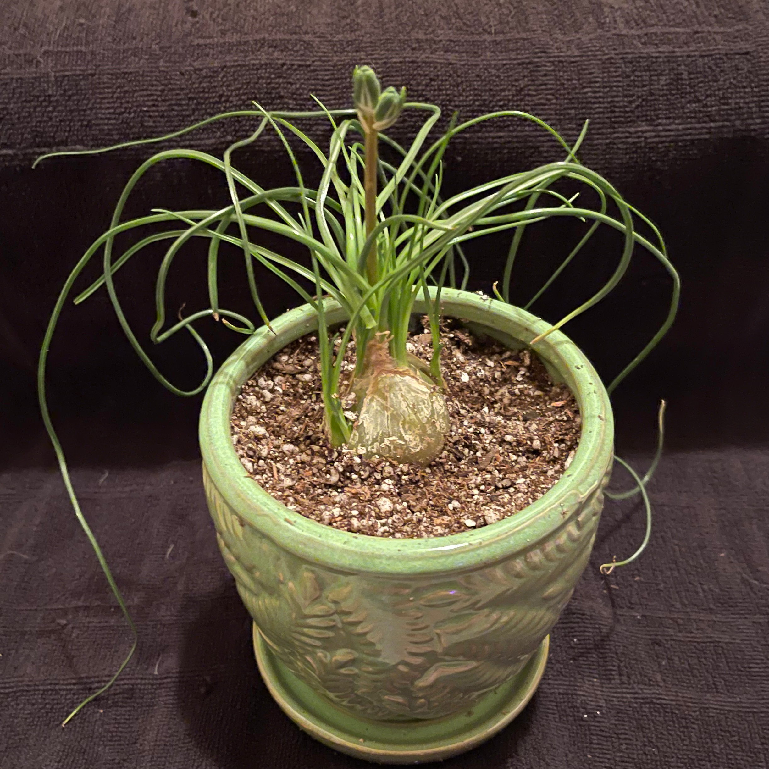 Photo of the plant species Albuca sp 'Augrabies Hills' by @riverzend named worlock on Greg, the plant care app