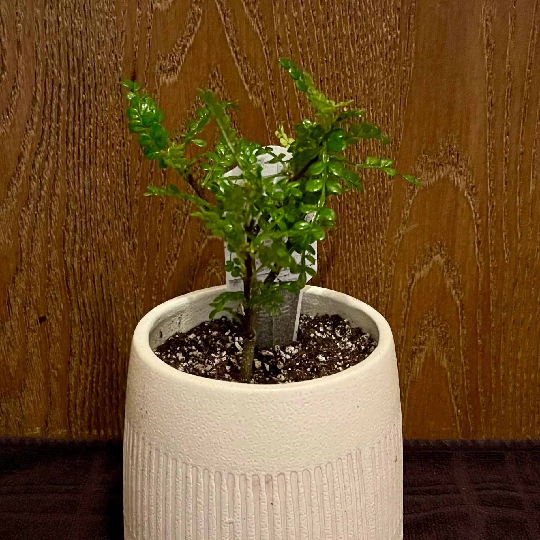 Photo of the plant species Lemon Pepper Tree by @riverzend named marco on Greg, the plant care app
