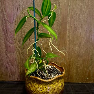 varigated Vanilla Orchid plant in Aurora, Colorado