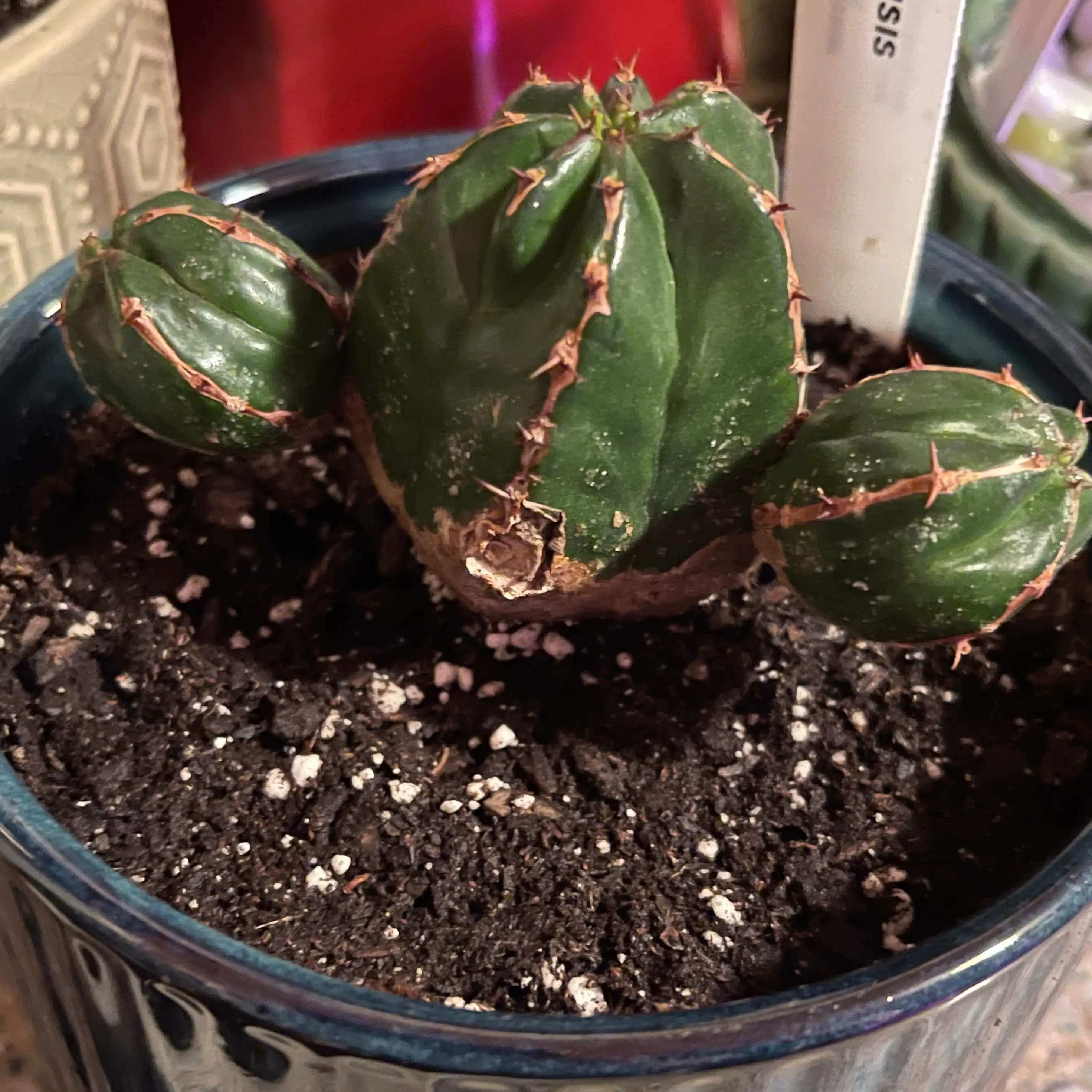 Photo of the plant species Euphorbia Handiensis by @riverzend named izzy on Greg, the plant care app