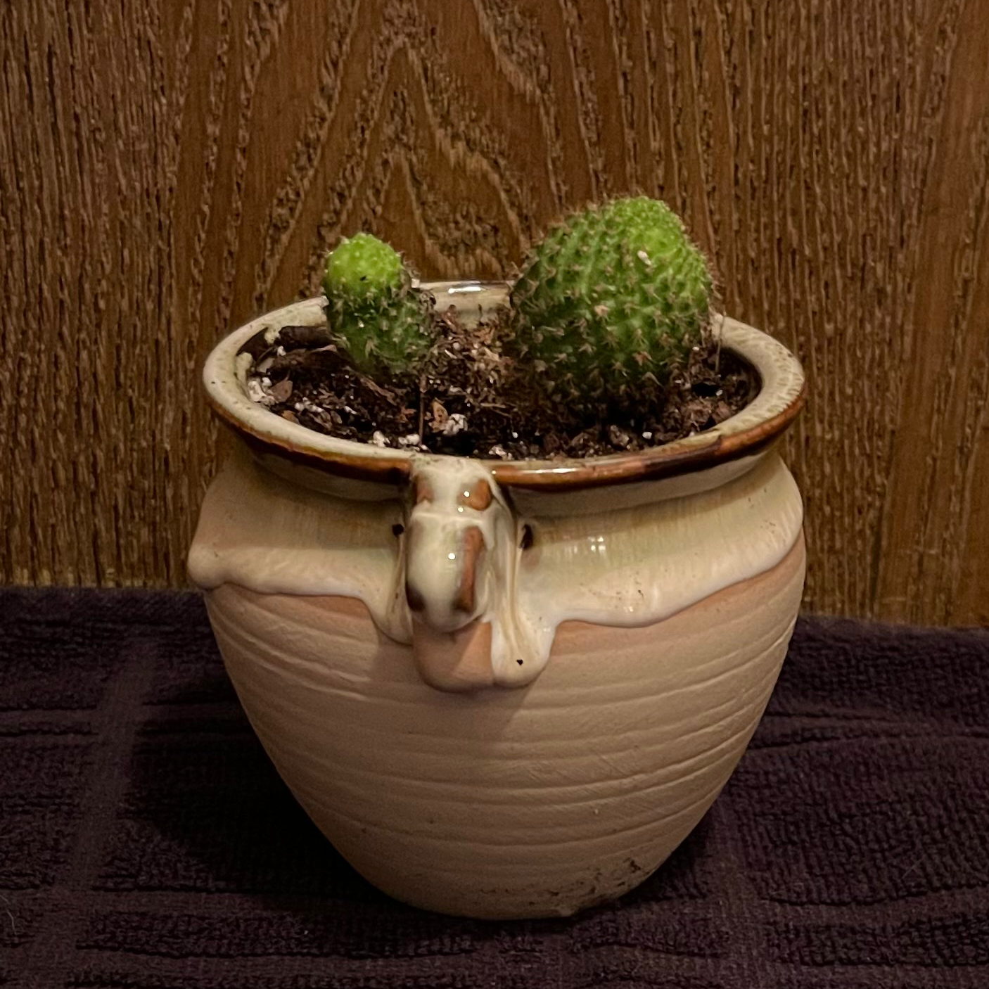 Photo of the plant species Rebutia perplexa by @riverzend named lexi on Greg, the plant care app