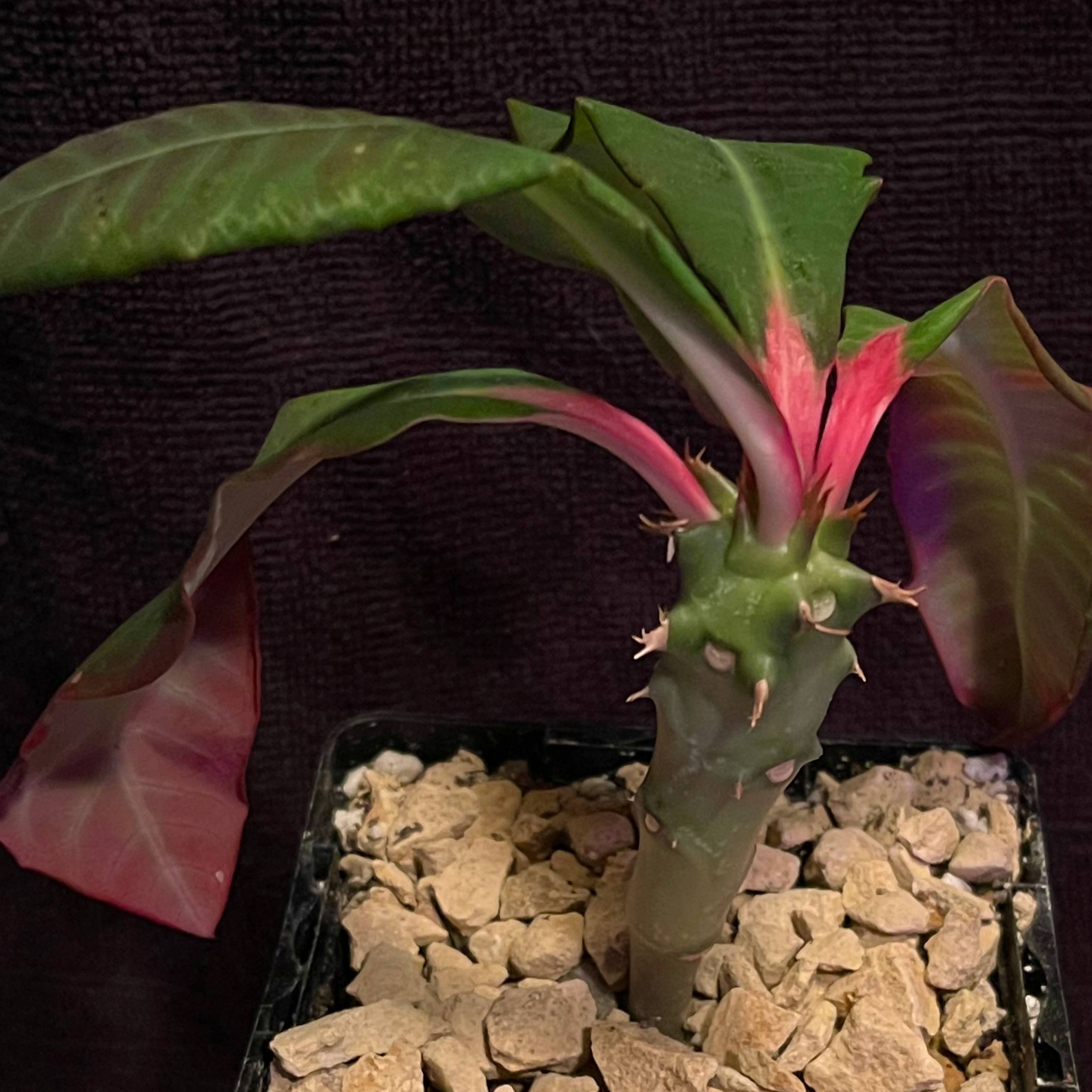 Photo of the plant species Euphorbia viguieri var. ankarafantsiensis by @riverzend named rafael on Greg, the plant care app