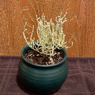 Leucophyta plant in Aurora, Colorado