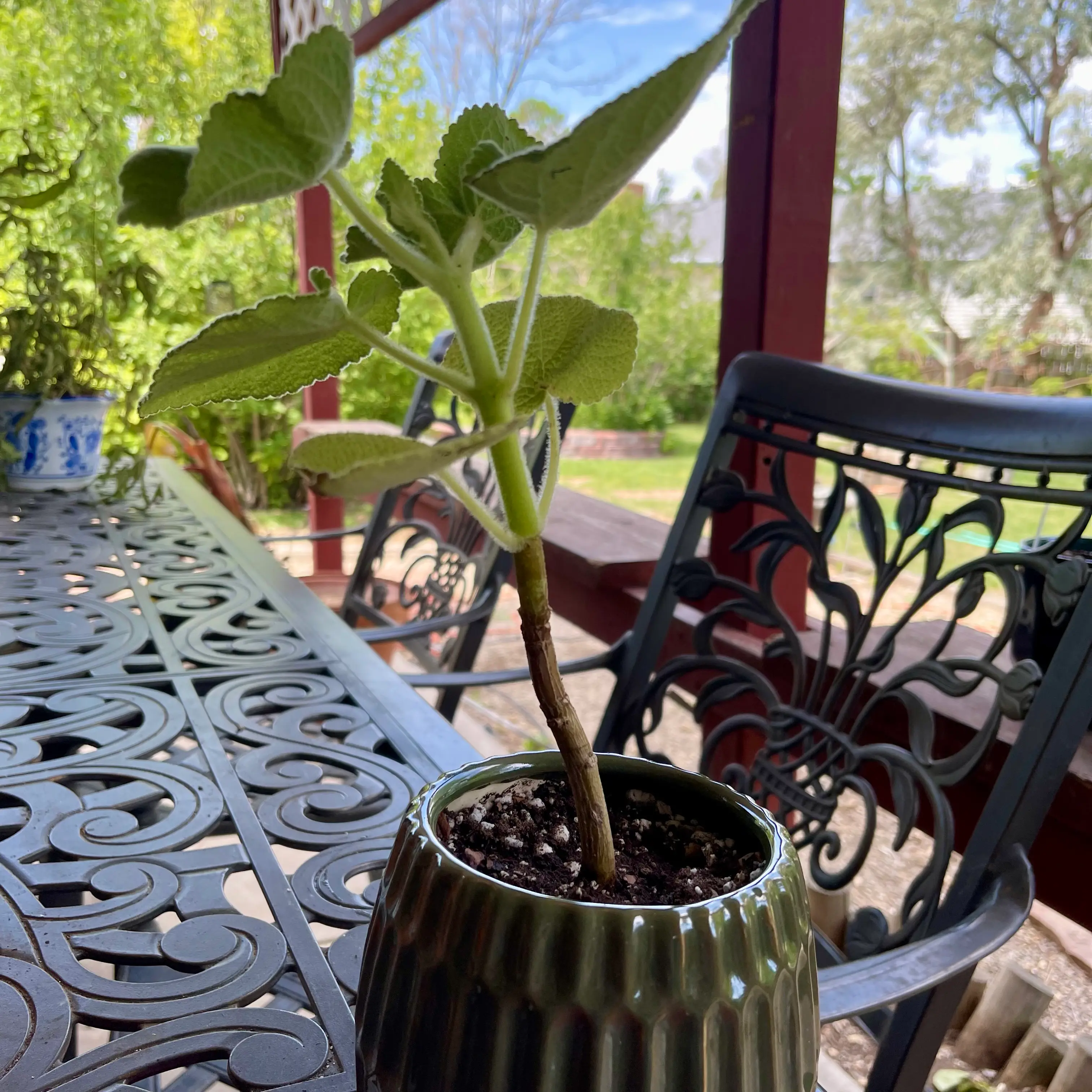 Photo of the plant species Madagascar Mint by @riverzend named dana on Greg, the plant care app