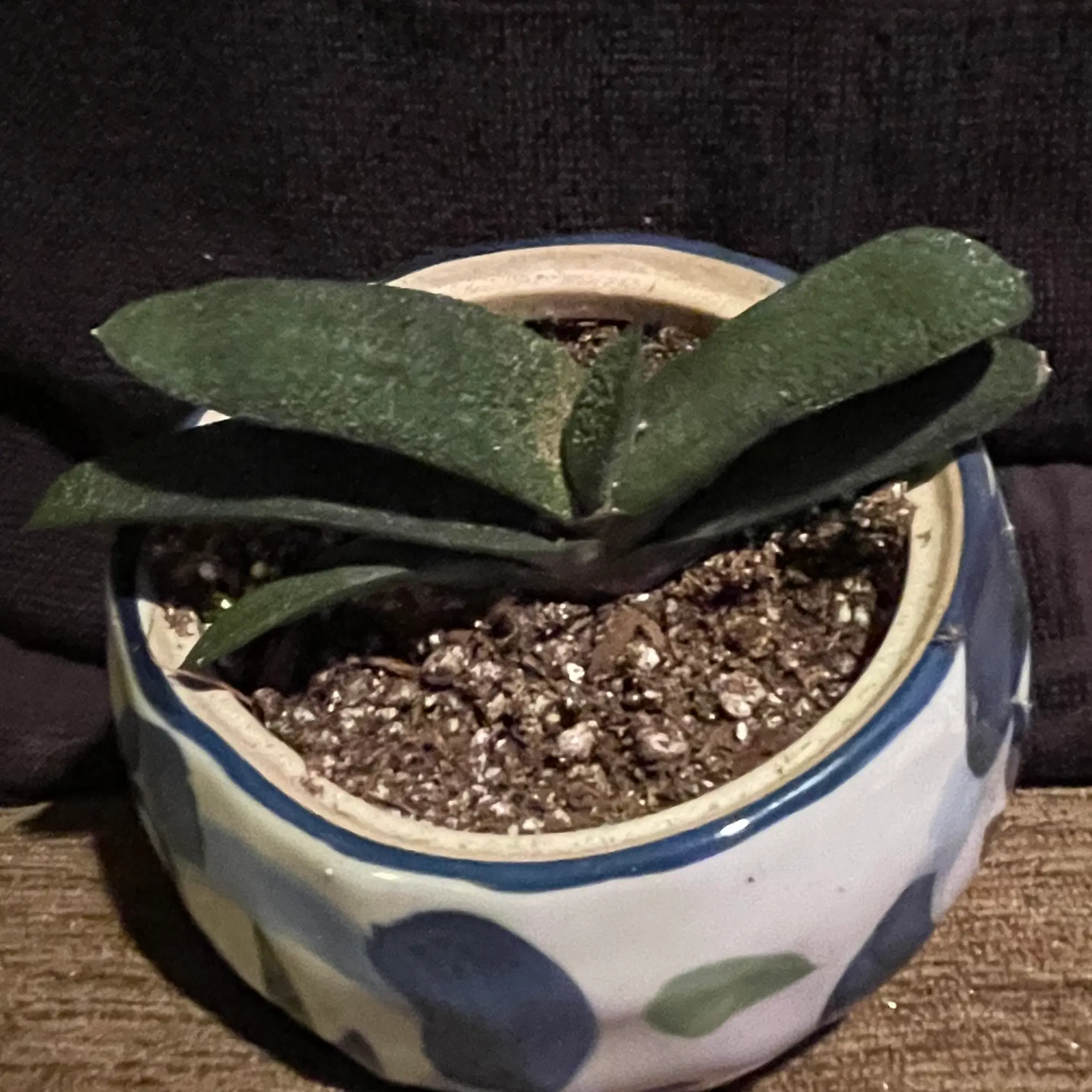 Photo of the plant species Gasteria Batesiana Barberton 'Black Beauty' by @riverzend named barbara on Greg, the plant care app