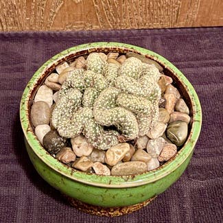 Brain Cactus plant in Aurora, Colorado