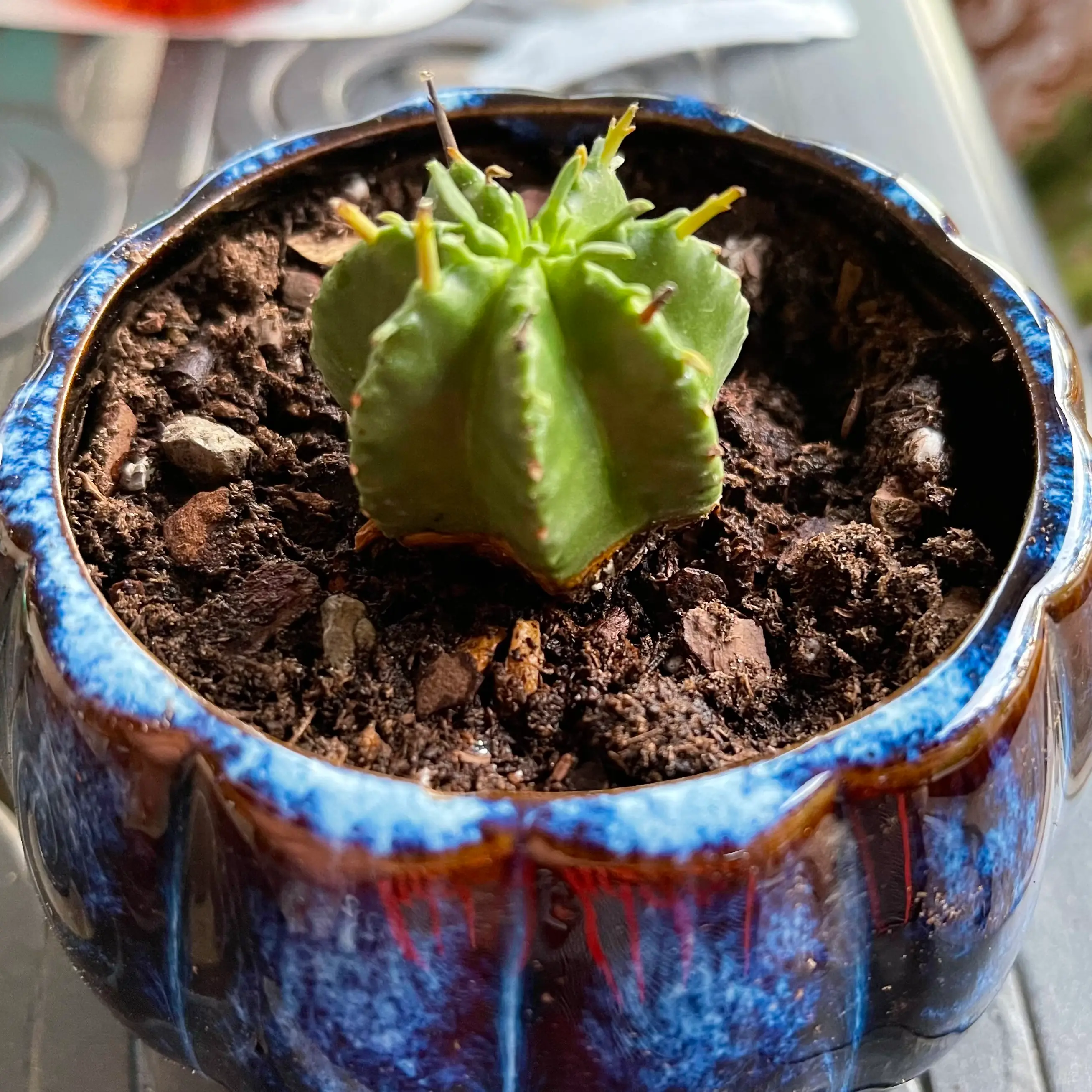 Photo of the plant species Pincushion Euphorbia by @riverzend named vinny on Greg, the plant care app