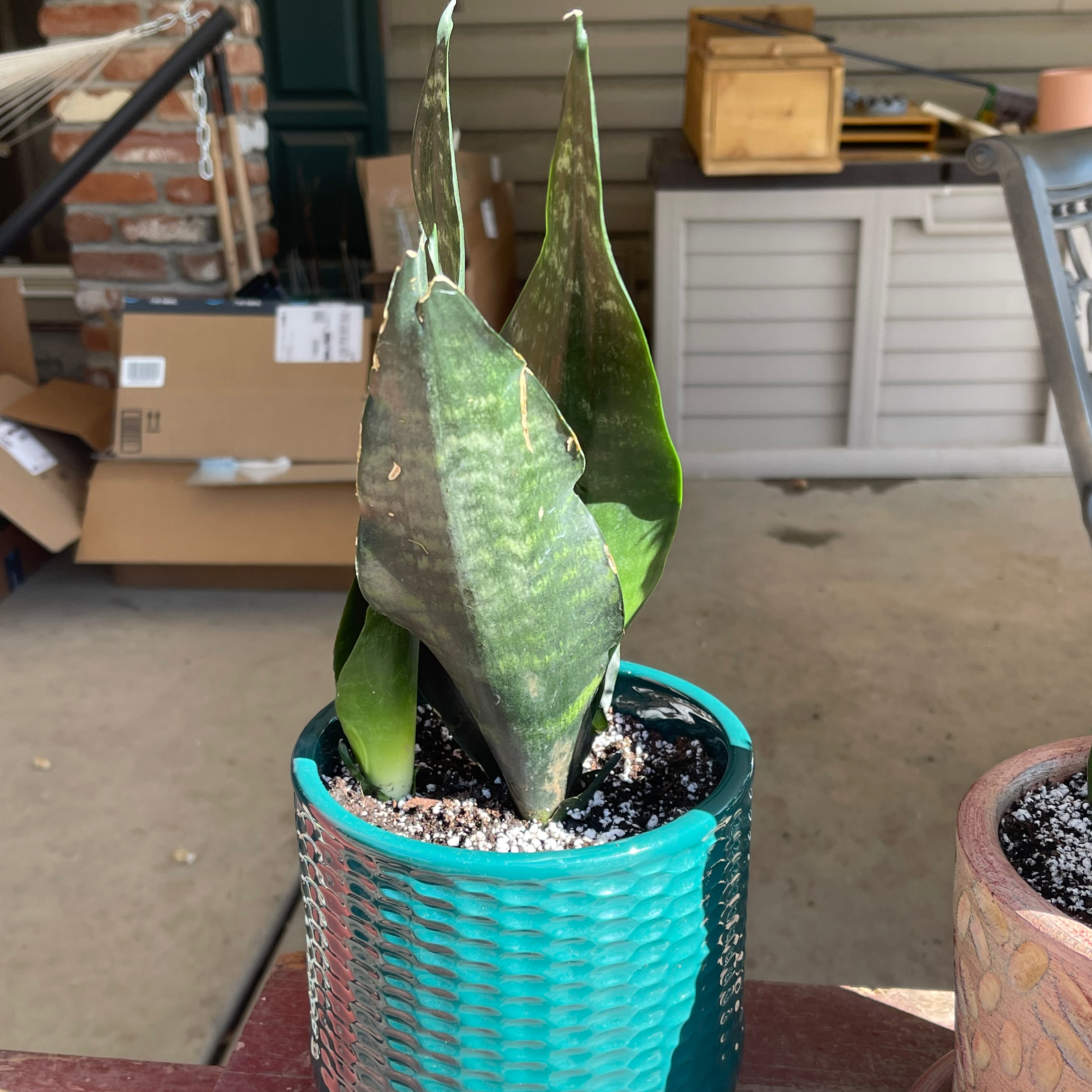 Sansevieria Black Dragon plant in a pot with some browning on the leaf tips.