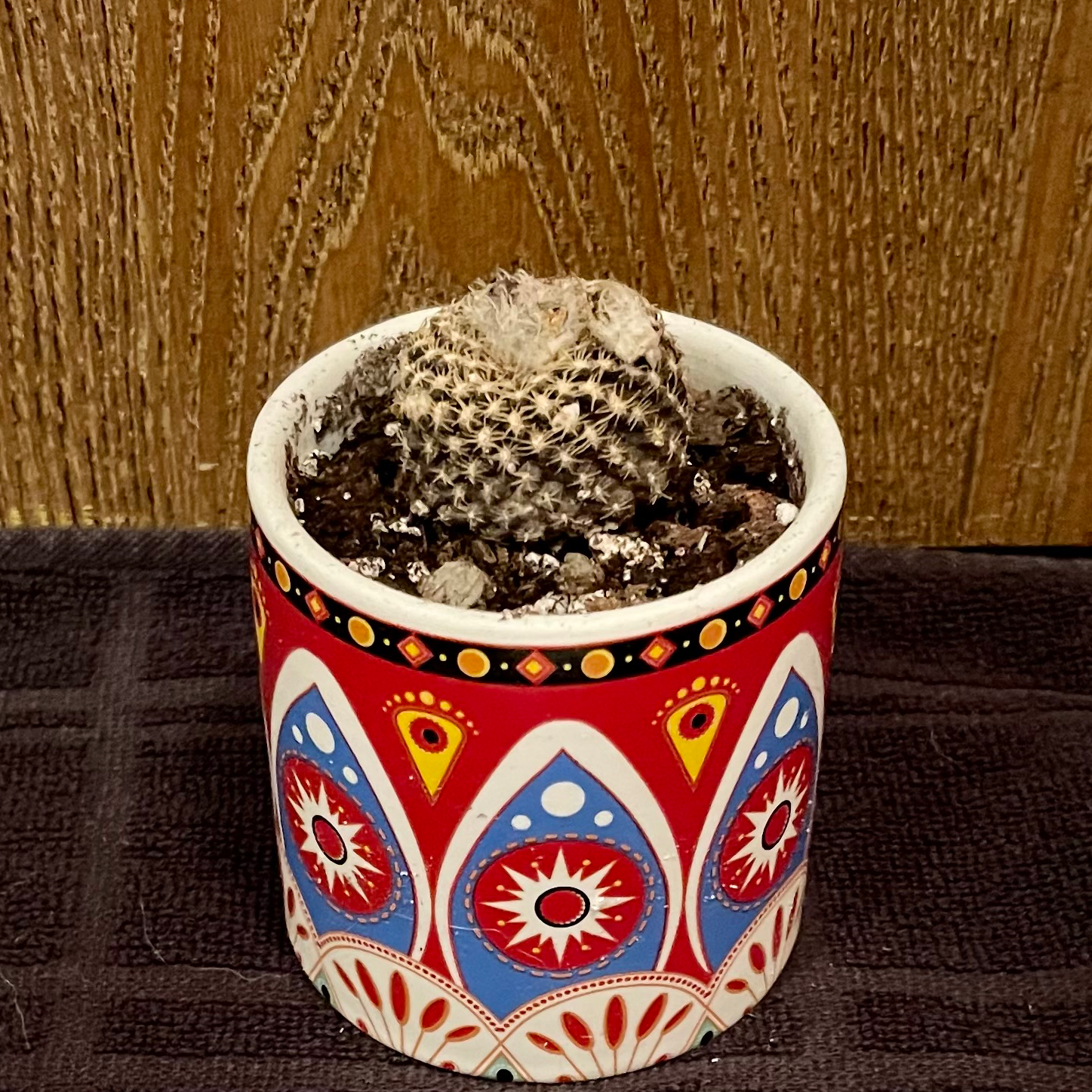 Photo of the plant species Copiapoa humilis 'Tenuissima' by @riverzend named tenebrae on Greg, the plant care app
