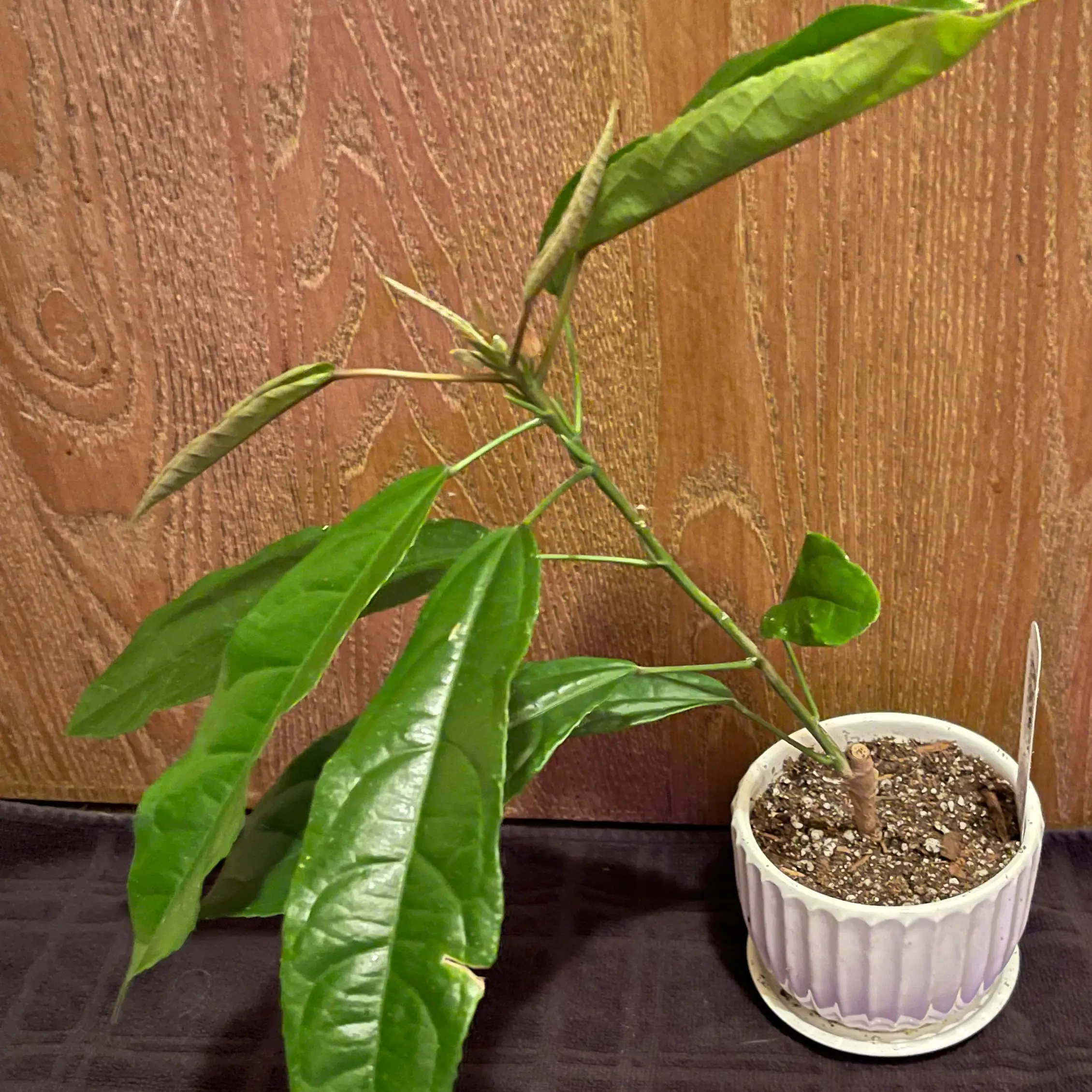 Photo of the plant species Many Flowers by @riverzend named kertzen on Greg, the plant care app