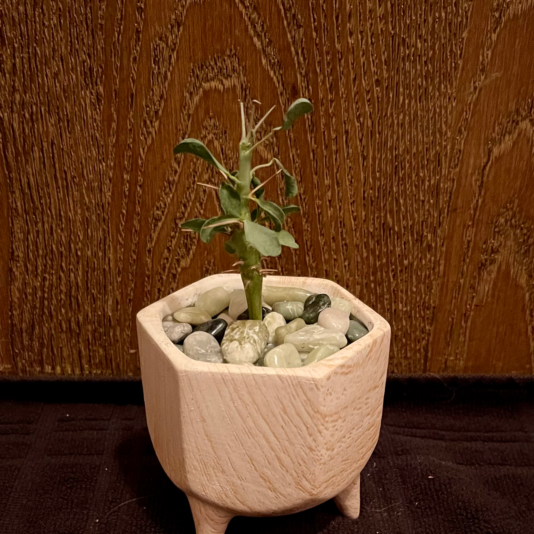 Plant care for Bushman's Candle on Greg, the plant care app