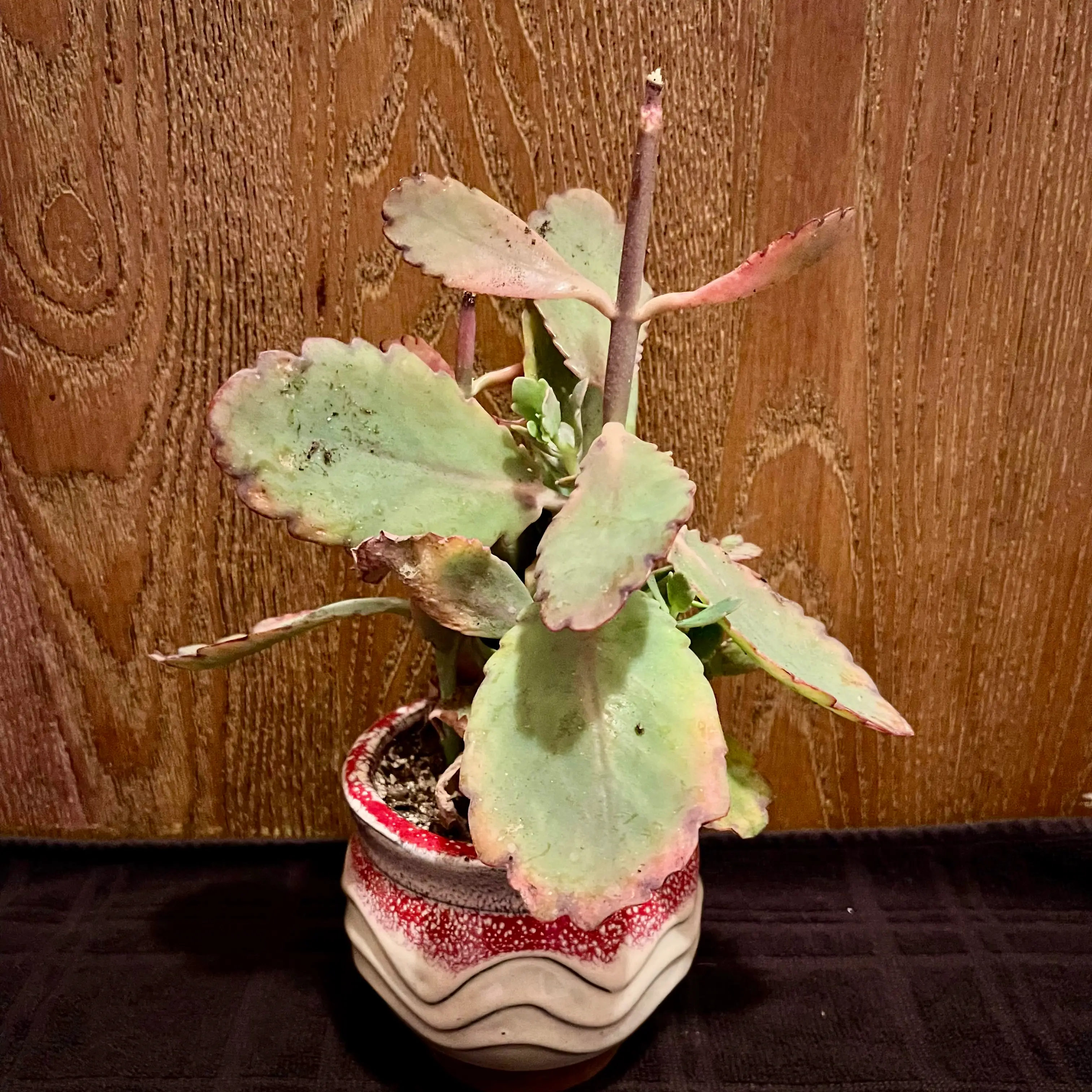 Photo of the plant species Majestic Scallops Kolanchoe by @riverzend named kramer on Greg, the plant care app
