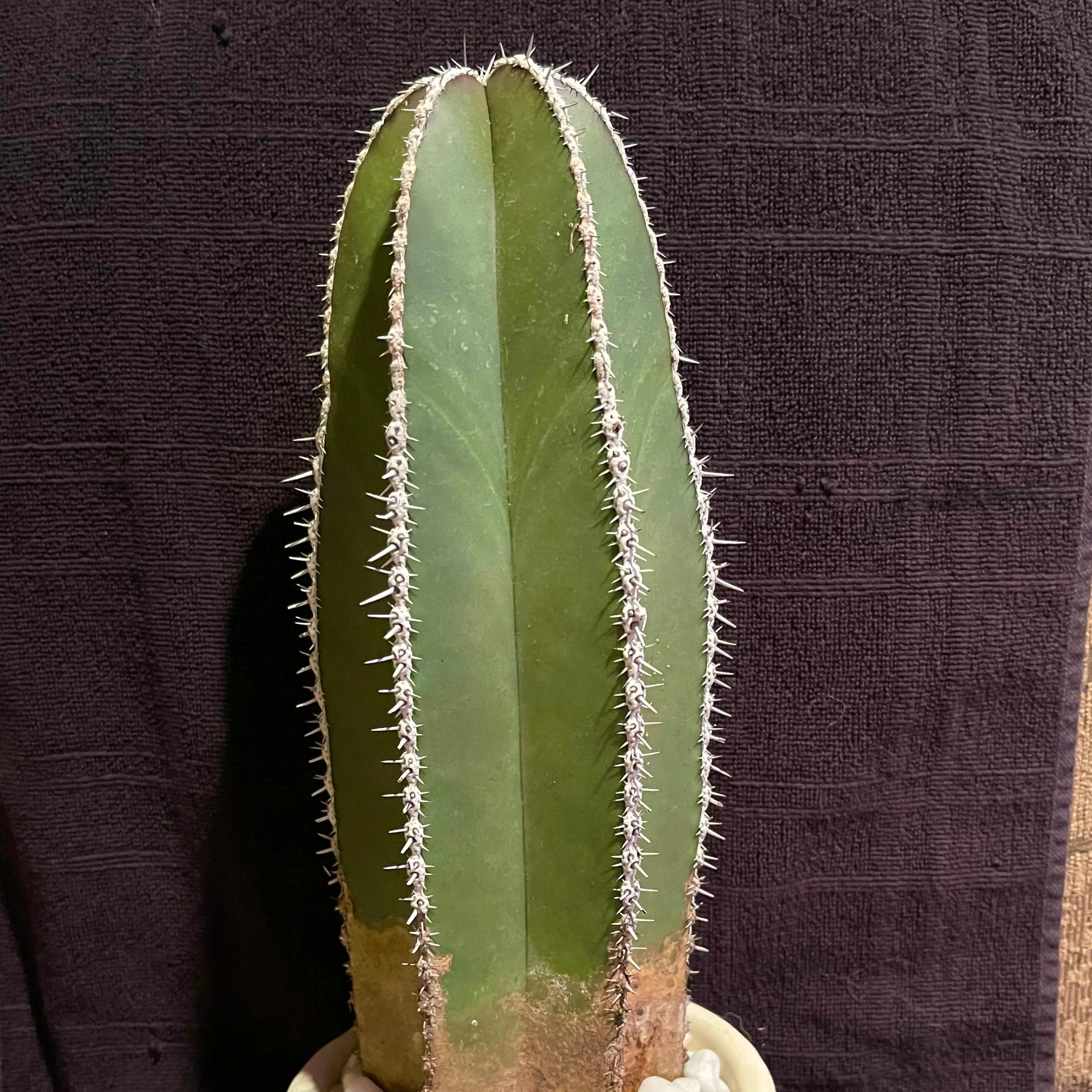 Mexican Fence Post Cactus with healthy green color and visible spines.