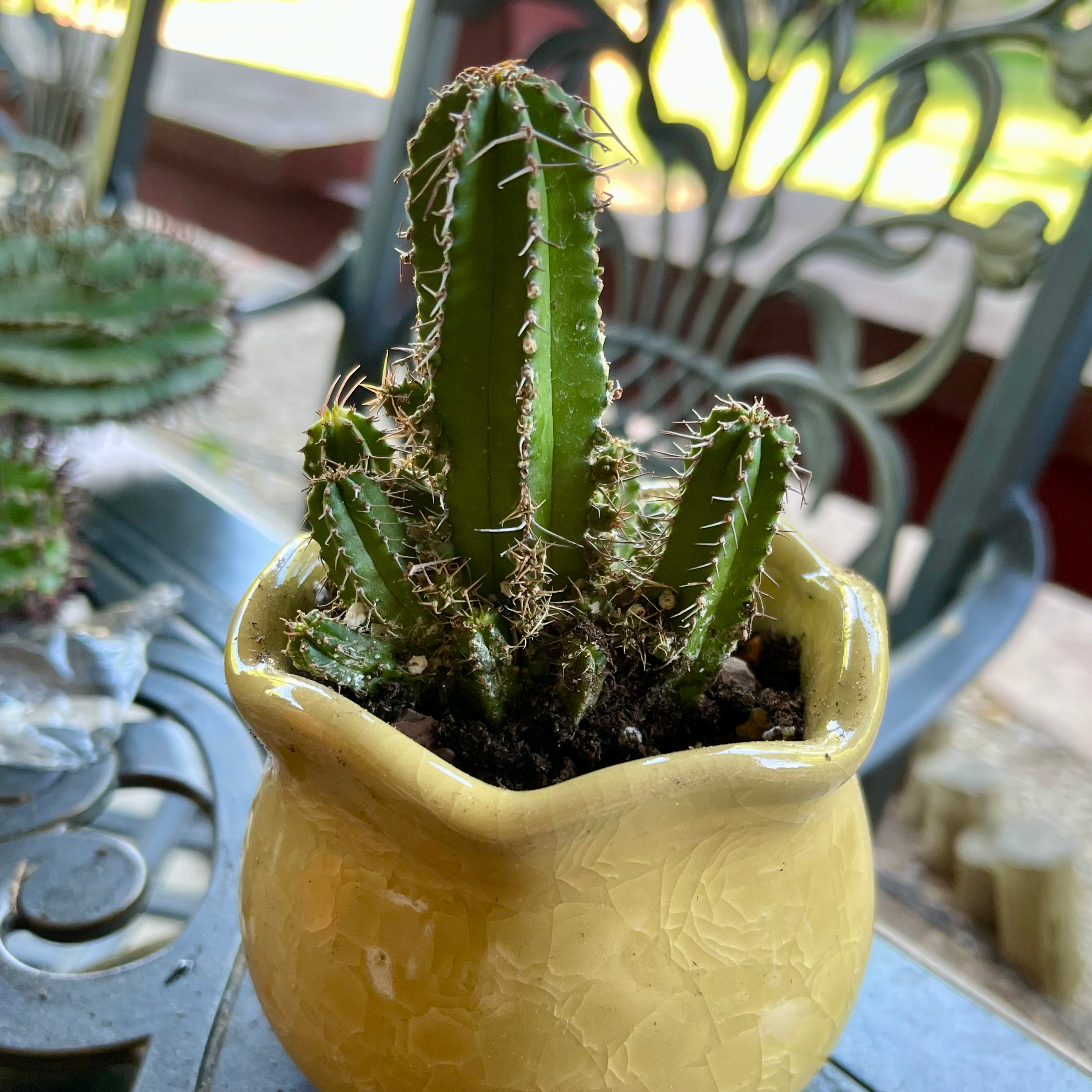 Photo of the plant species Euphorbia Fruticosa by @riverzend named frida on Greg, the plant care app