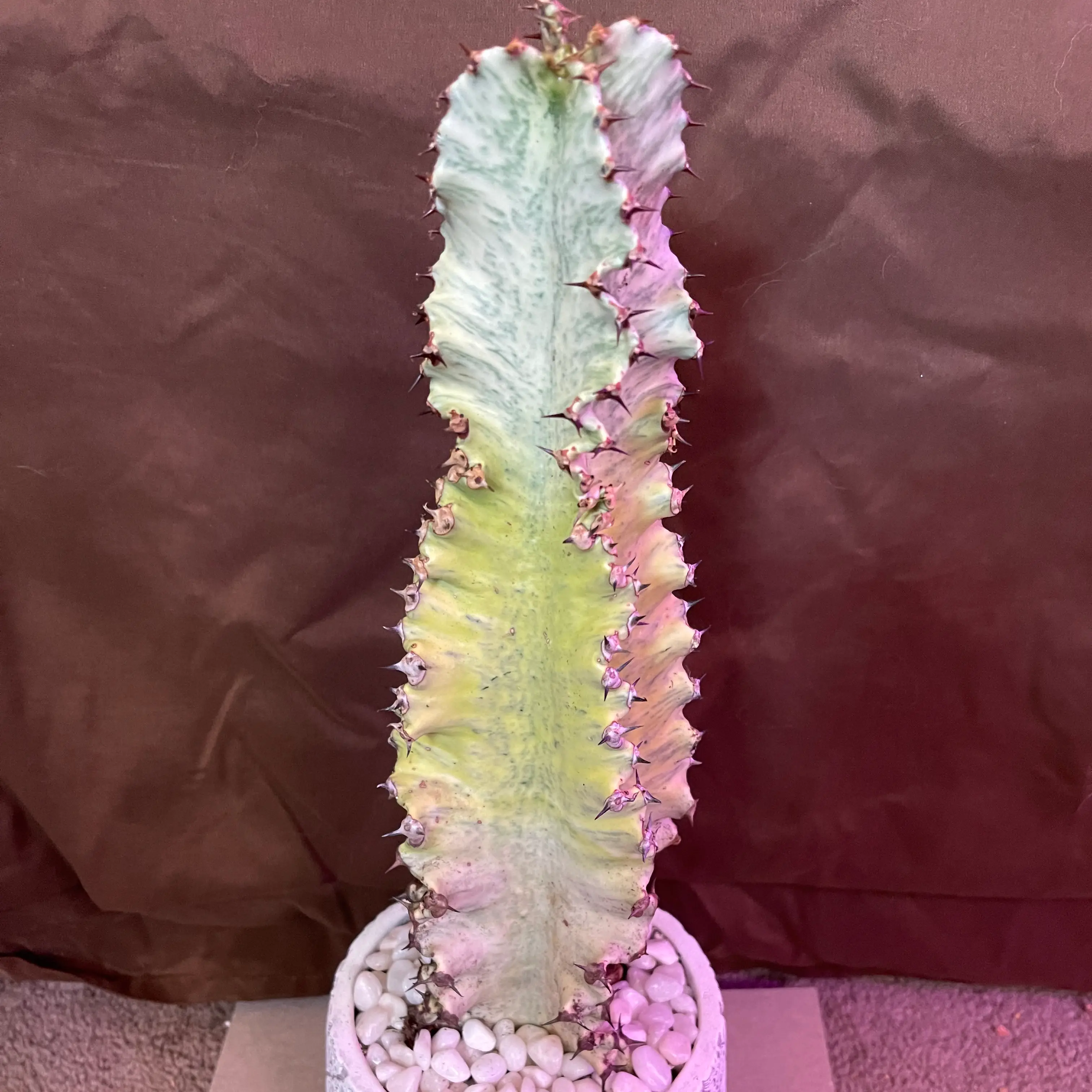 Variegated African Candelabra plant in a pot with white stones, showing yellowing and browning.