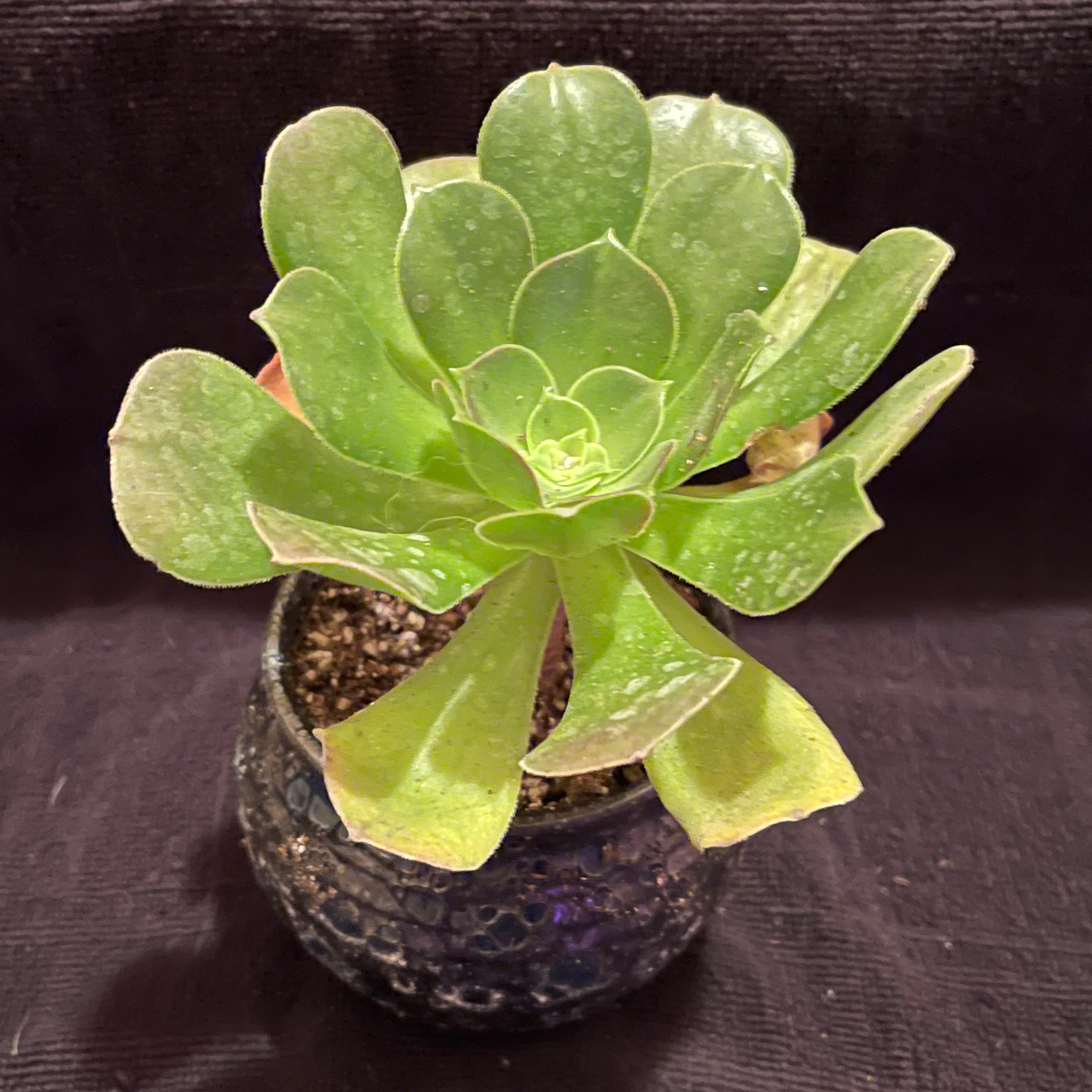 Photo of the plant species Aeonium Gomerense by @riverzend named gomer on Greg, the plant care app