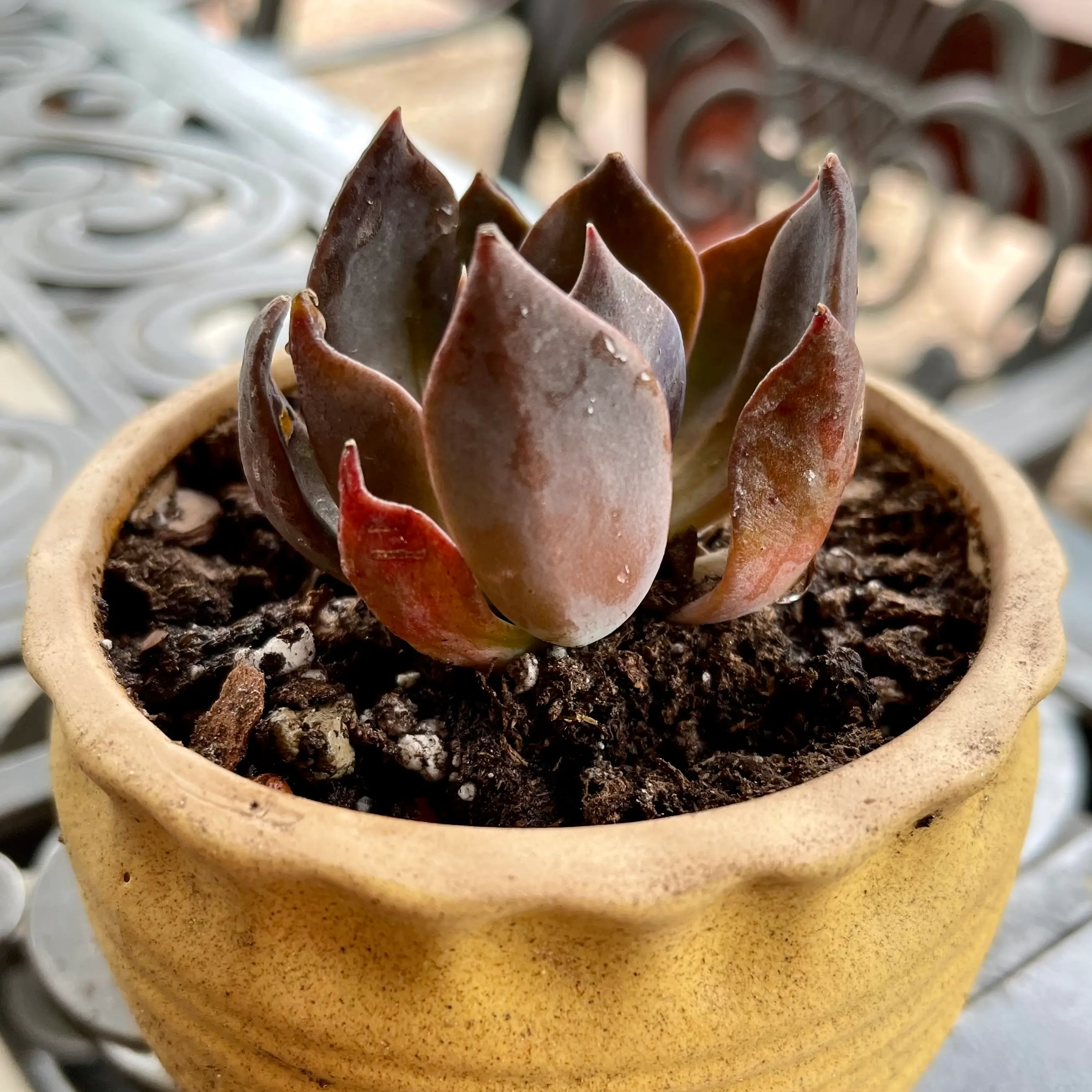 Potted Echeveria 'Dark Moon' succulent plant in a yellow pot with visible soil.