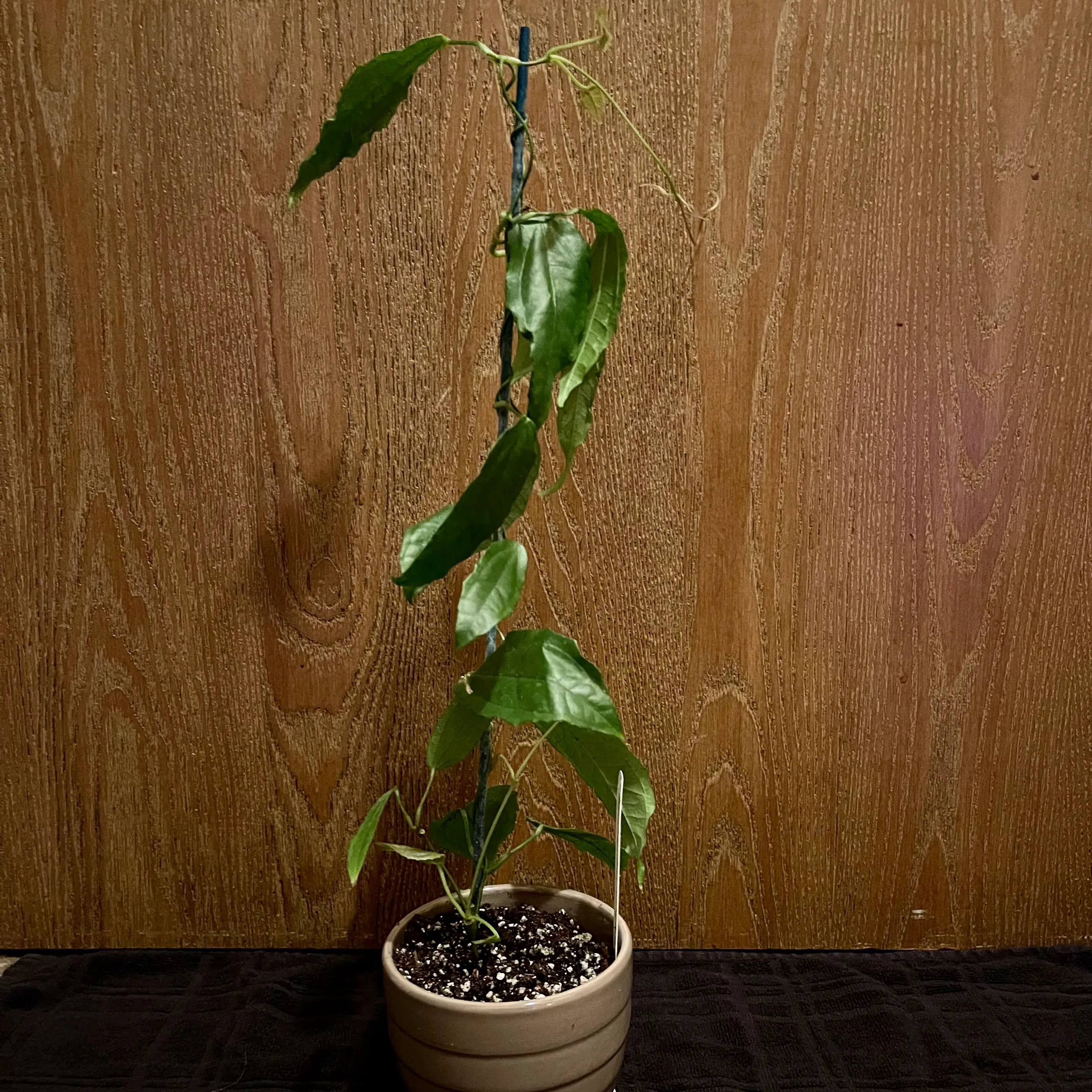 Photo of the plant species Mystore Tumpet Vine by @riverzend named renberg on Greg, the plant care app