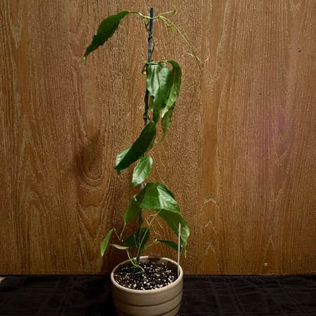 Photo of the plant species Mystore Tumpet Vine by @riverzend named rennberg on Greg, the plant care app
