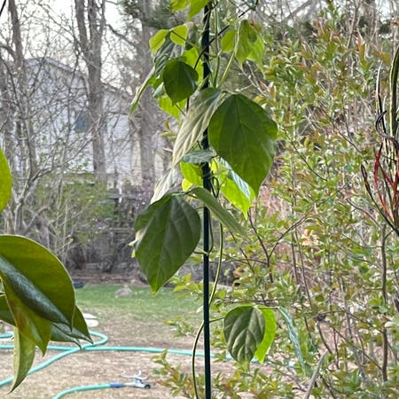 Photo of the plant species Corkscrew Flower by Riverzend named alan on Greg, the plant care app