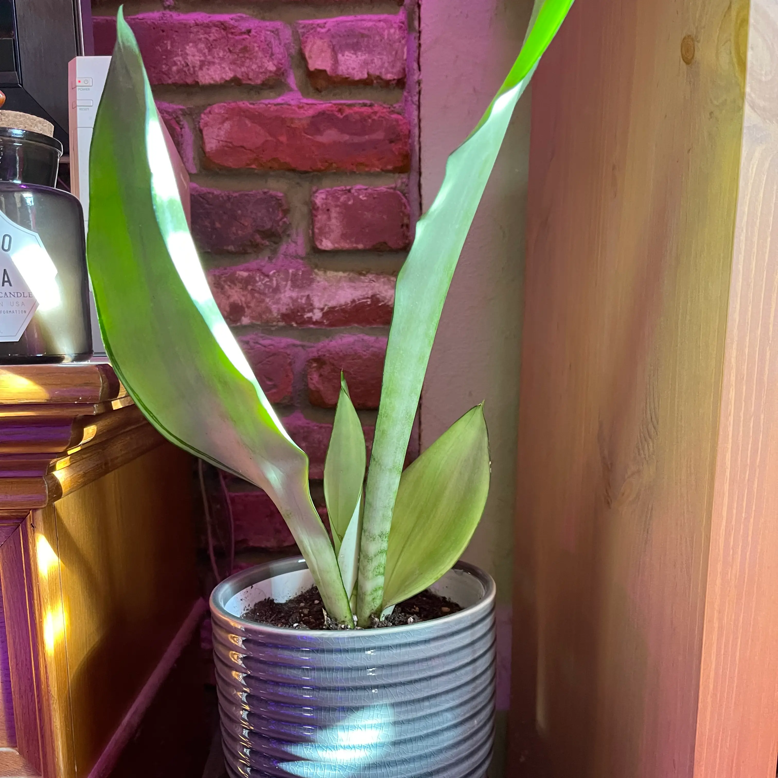 Photo of the plant species Sansevieria 'Silver Easy' by @riverzend named verna on Greg, the plant care app