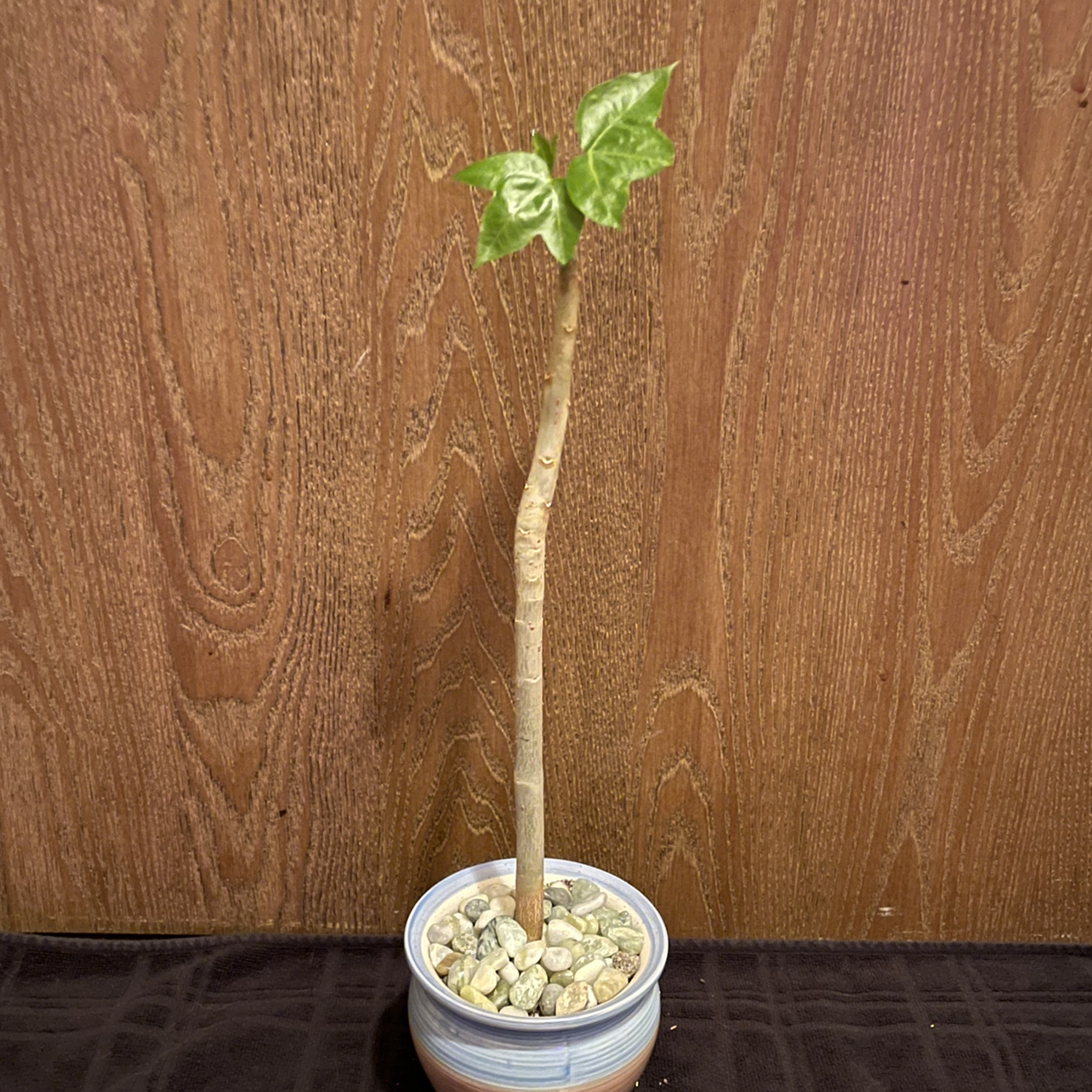 Photo of the plant species Jatropha mahafalensis by @riverzend named haffa on Greg, the plant care app
