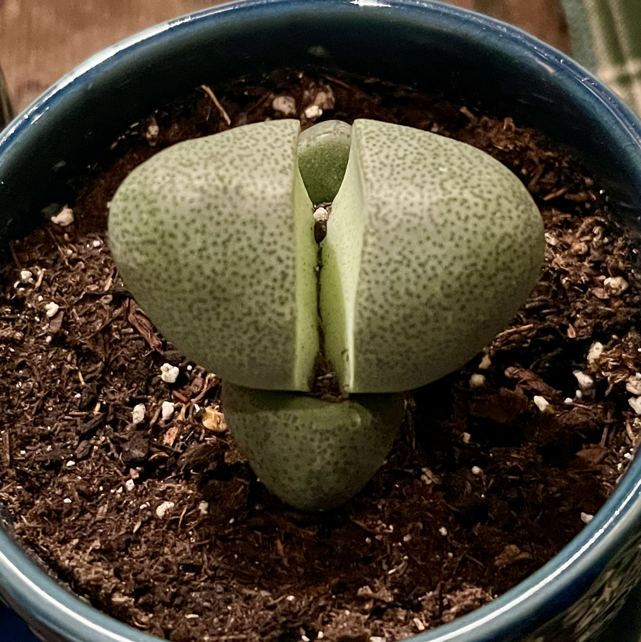 Split Rock plant (Pleiospilos nelii) in a pot with visible soil, appearing healthy.