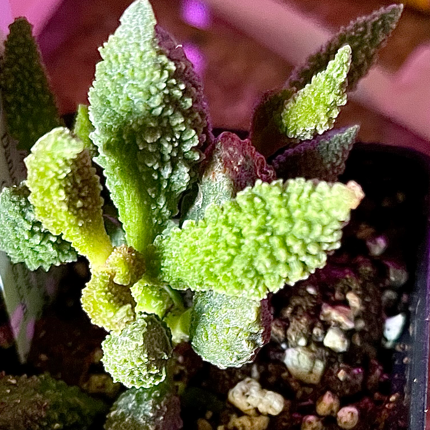 Plant care for Burro's Tail on Greg, the plant care app