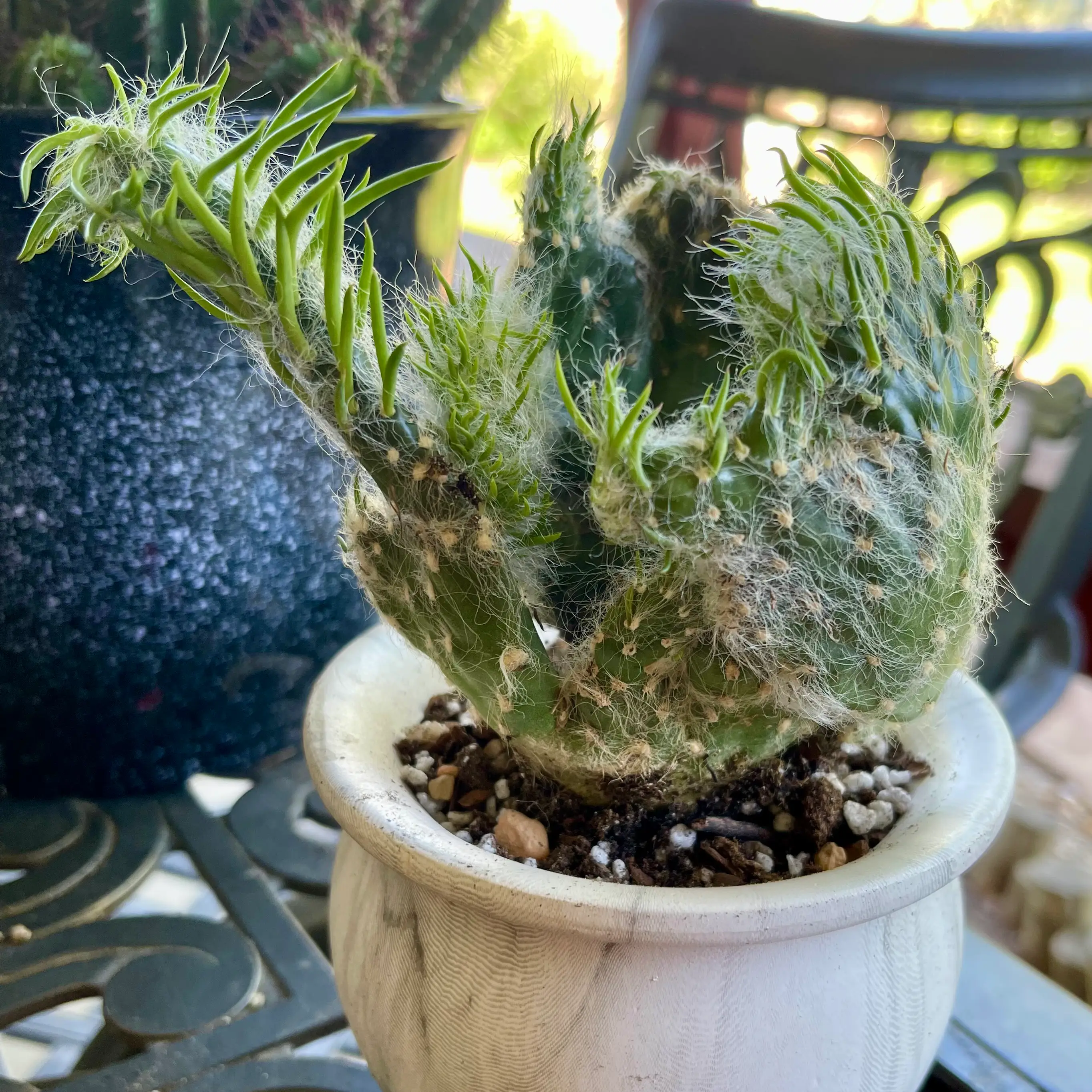 Photo of the plant species Crested Cotton Pole Cactus by @riverzend named tito on Greg, the plant care app
