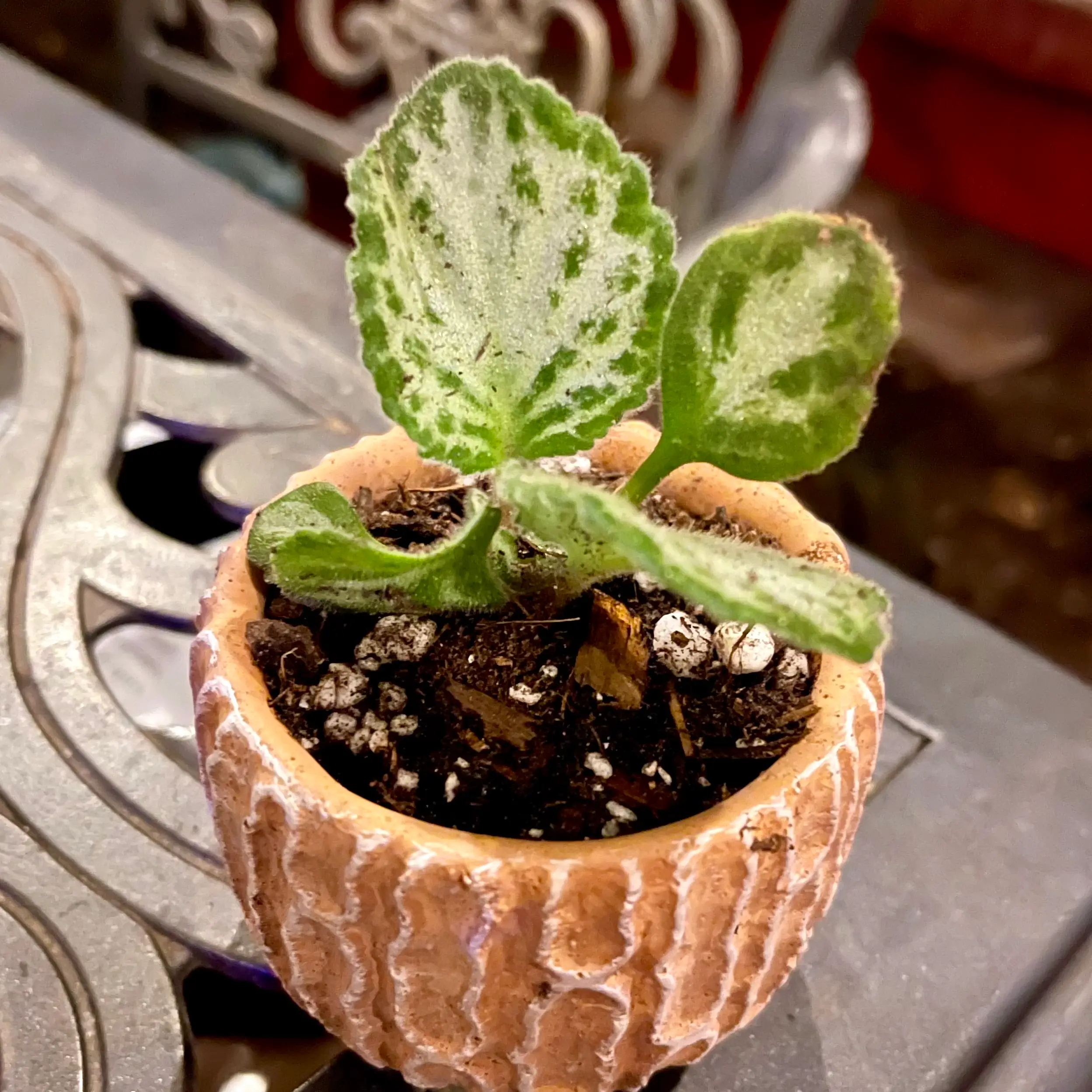 Photo of the plant species Loki Asian Violet by @riverzend named koli on Greg, the plant care app