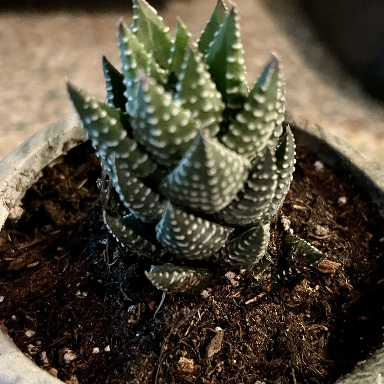 Photo of the plant species Zebra Wart by @riverzend named reinhard on Greg, the plant care app