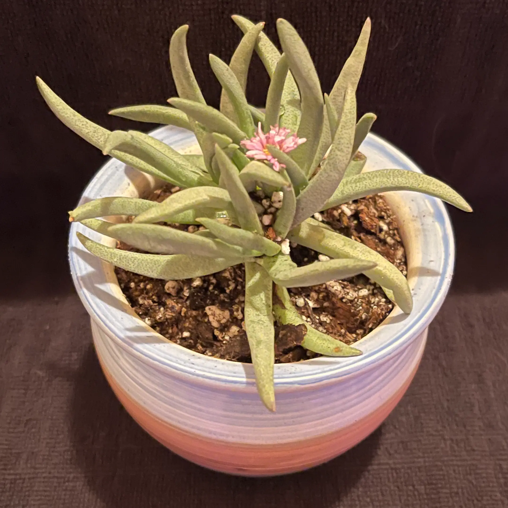 Photo of the plant species Prince Albert Vygie by @riverzend named cthulhu on Greg, the plant care app