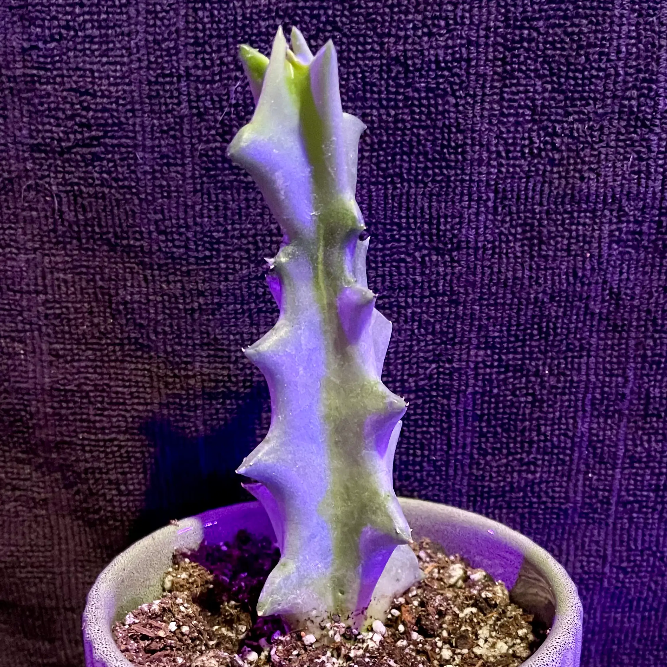 Photo of the plant species Caralluma Melanacantha by @riverzend named lana on Greg, the plant care app