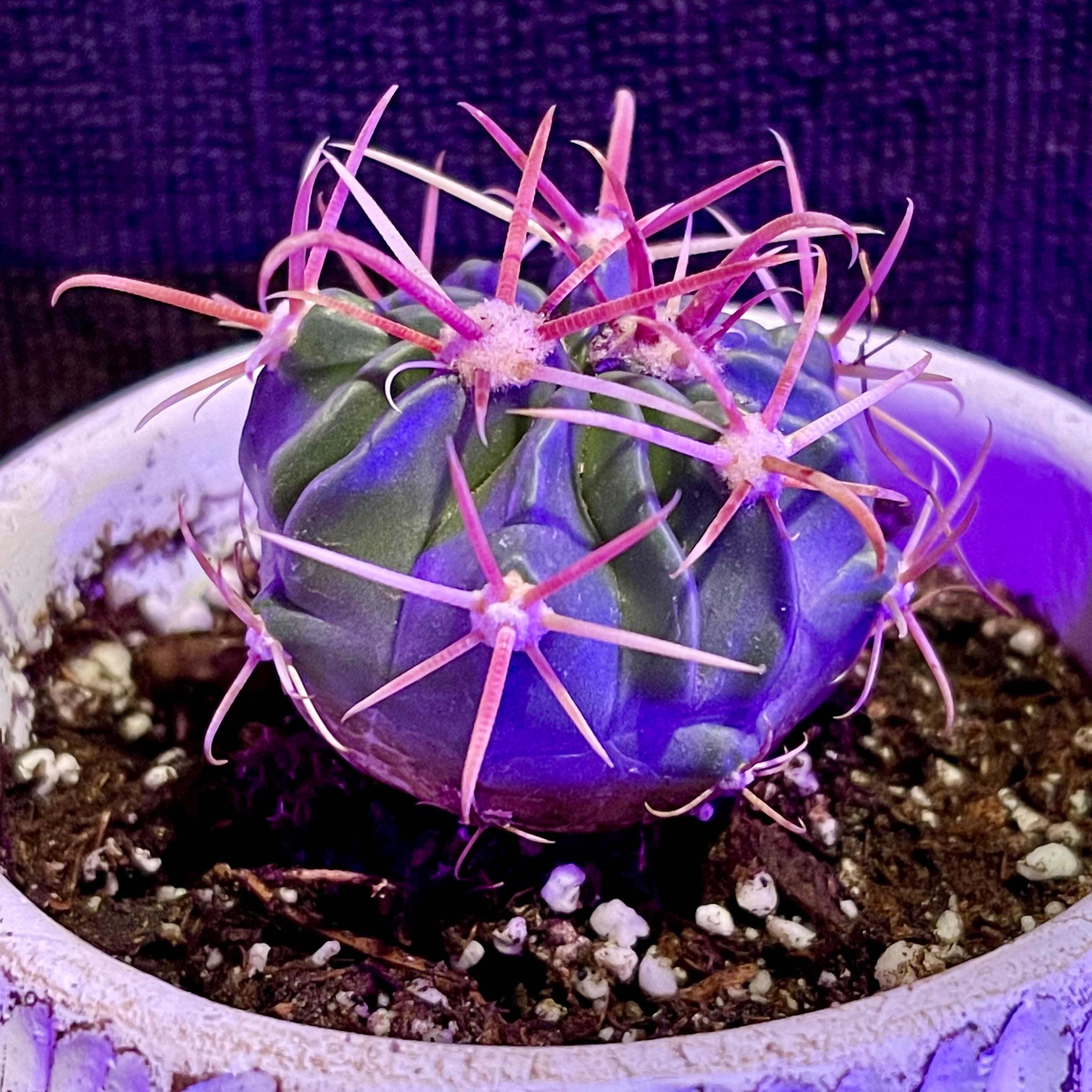 Devil's Tongue Barrel Cactus in a pot with visible soil, well-framed and in focus.
