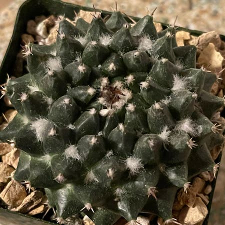 Photo of the plant species Mammillaria 'Priessnitzii' by Riverzend named amelia on Greg, the plant care app