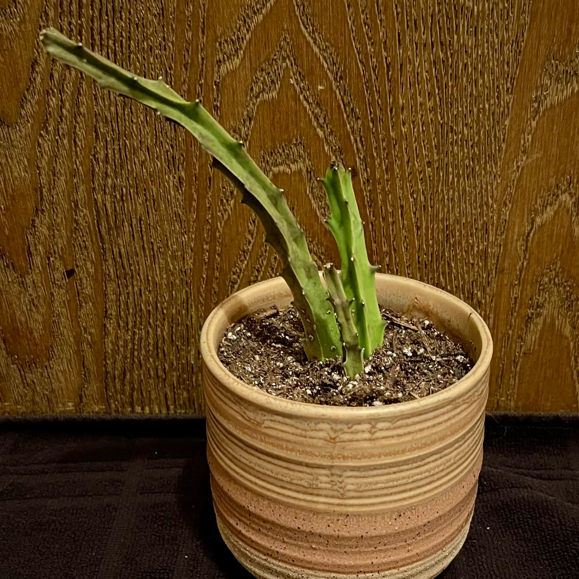 Plant care for Turner's Spathulopetalum on Greg, the plant care app