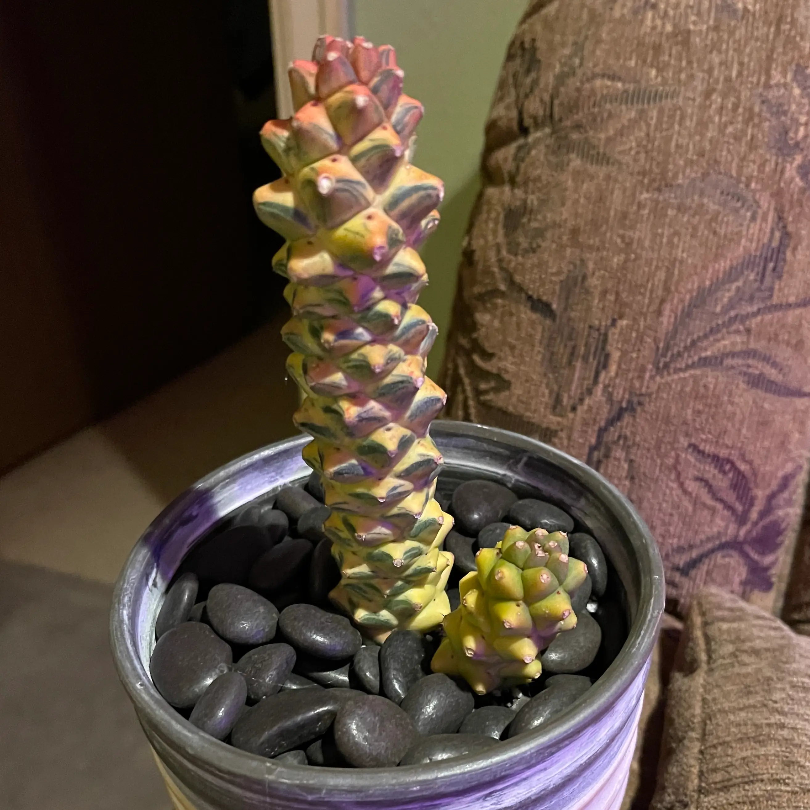 Photo of the plant species rich eye gold by @riverzend named richard on Greg, the plant care app