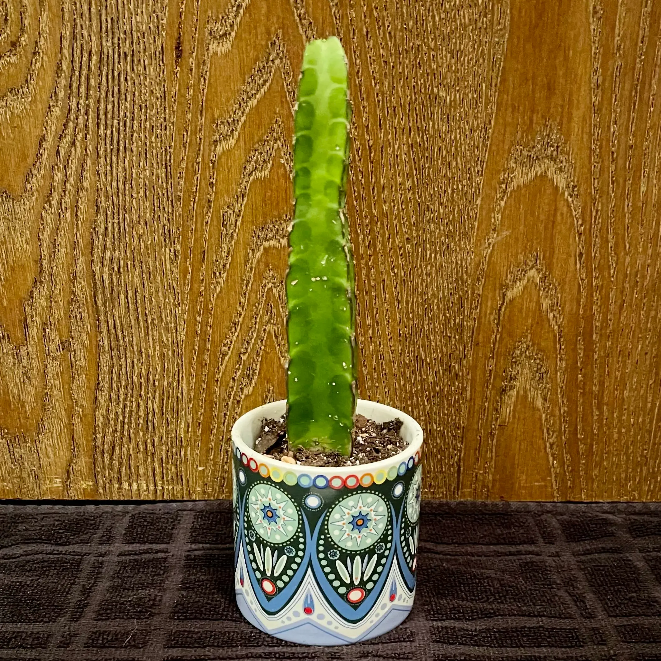 Photo of the plant species Euphorbia heterochroma by @riverzend named chud on Greg, the plant care app