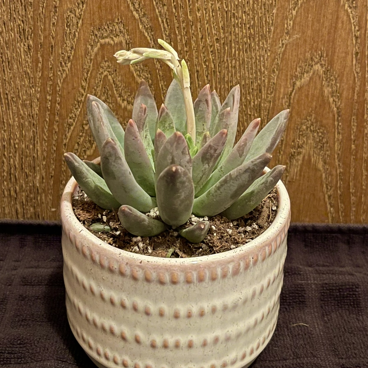 Photo of the plant species Little Jewel by @riverzend named lewis on Greg, the plant care app