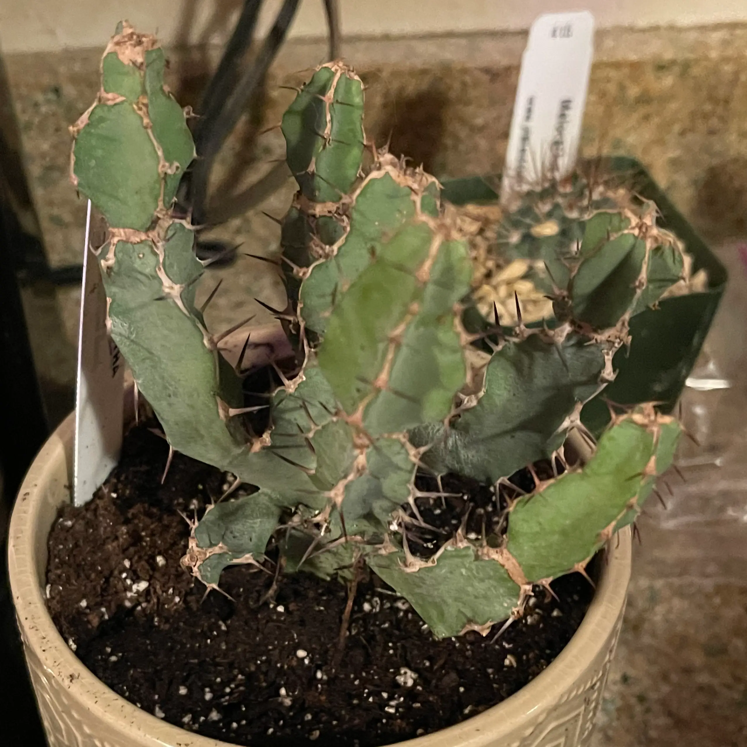 Photo of the plant species Euphorbia Polyacantha by @riverzend named yannick on Greg, the plant care app