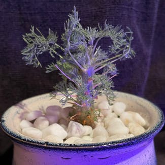 Sarcocaulon monsonia herrei plant in Aurora, Colorado