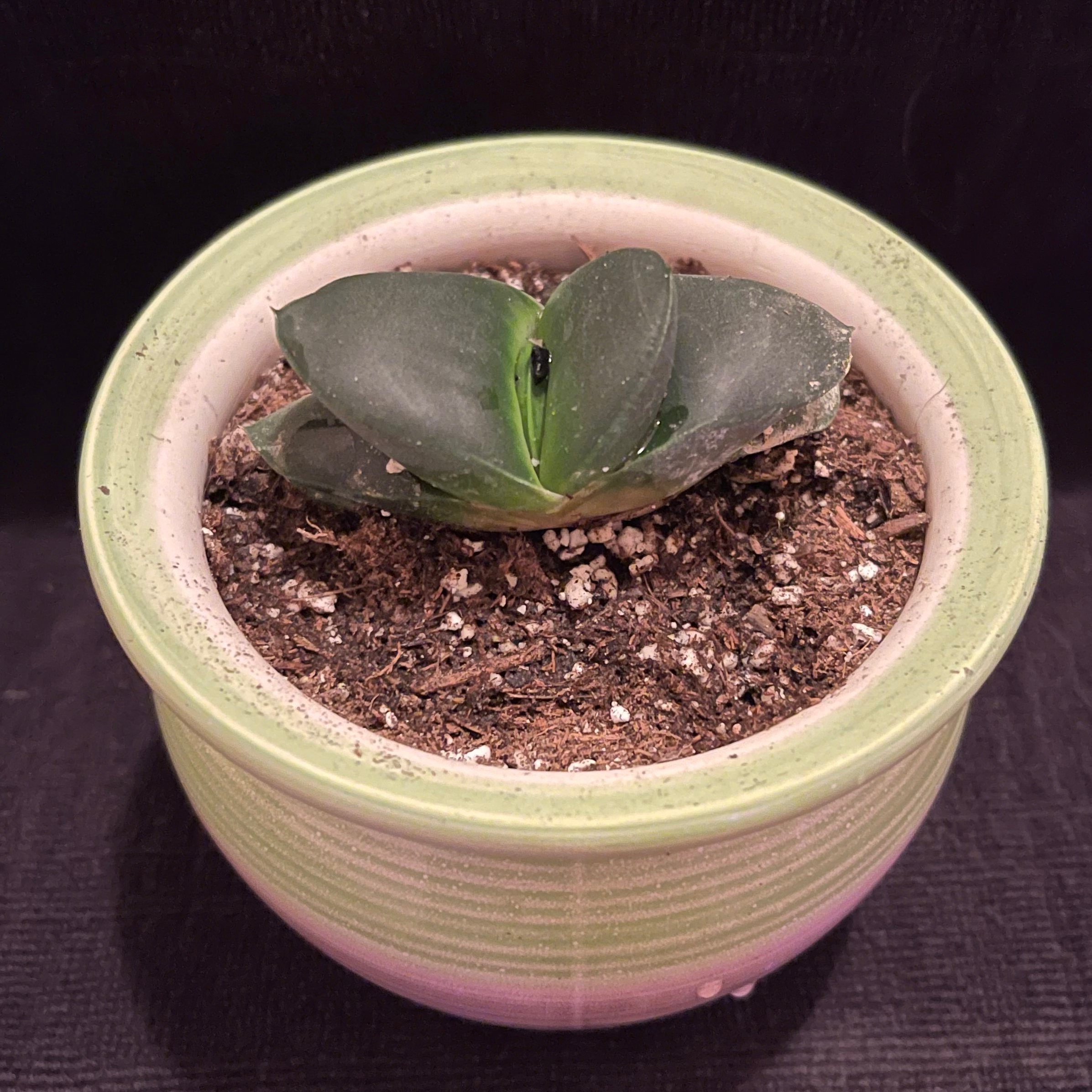 Photo of the plant species Gasteria nitidia var. armstrongii by @riverzend named lance on Greg, the plant care app