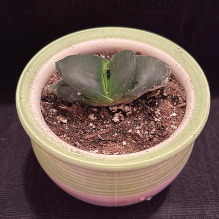 Photo of the plant species Gasteria nitidia var. armstrongii by Riverzend named lance on Greg, the plant care app
